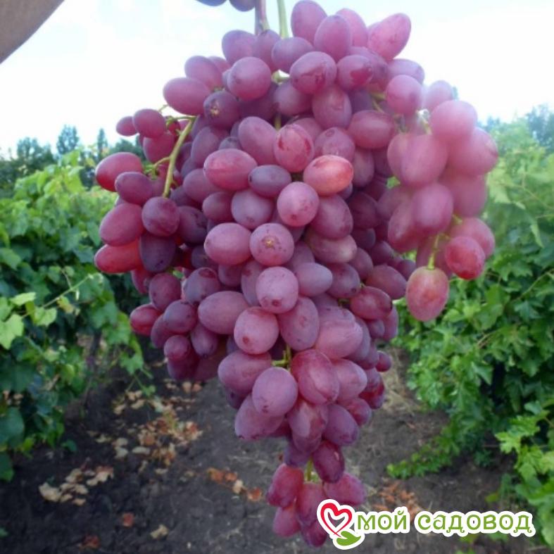 Виноград Велес