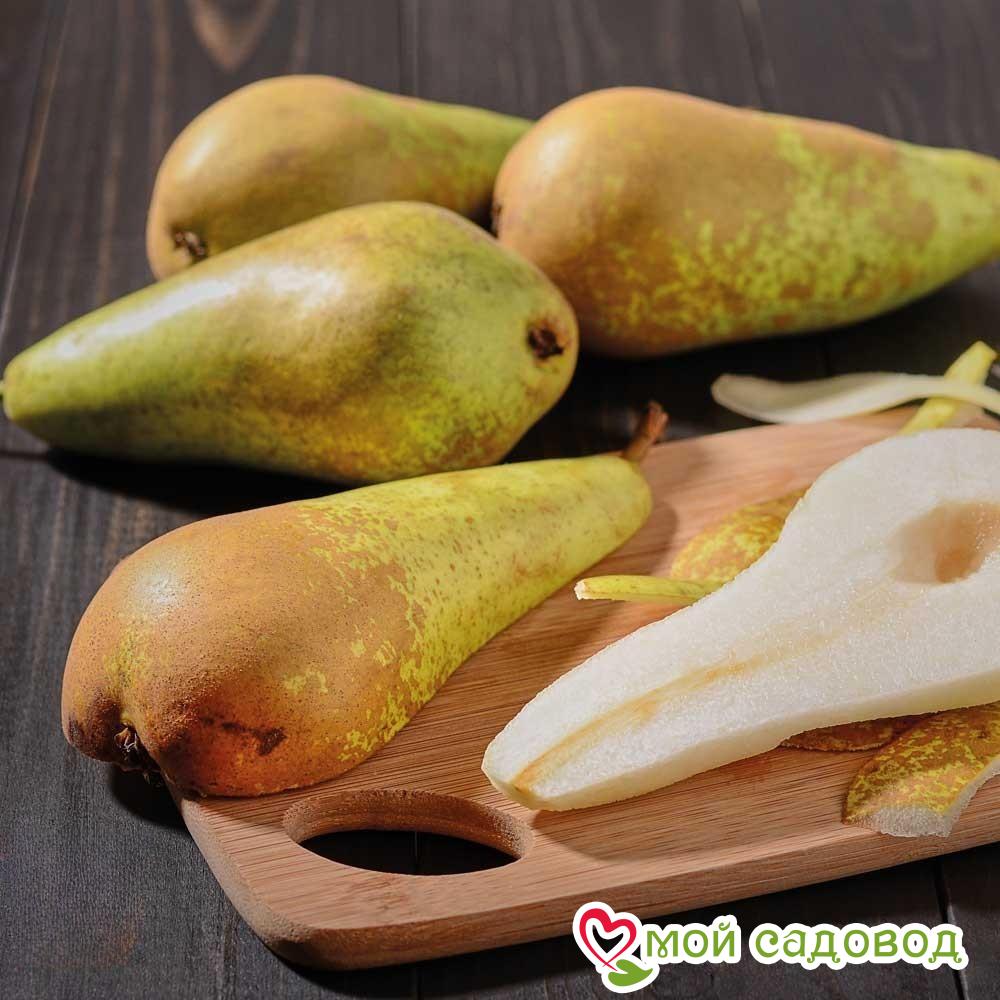 Груша Конференция