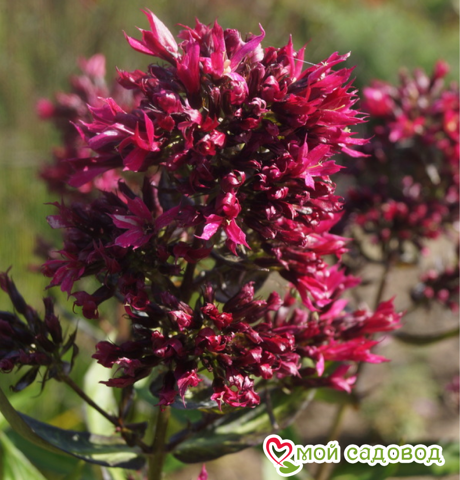 Флокс Филингс